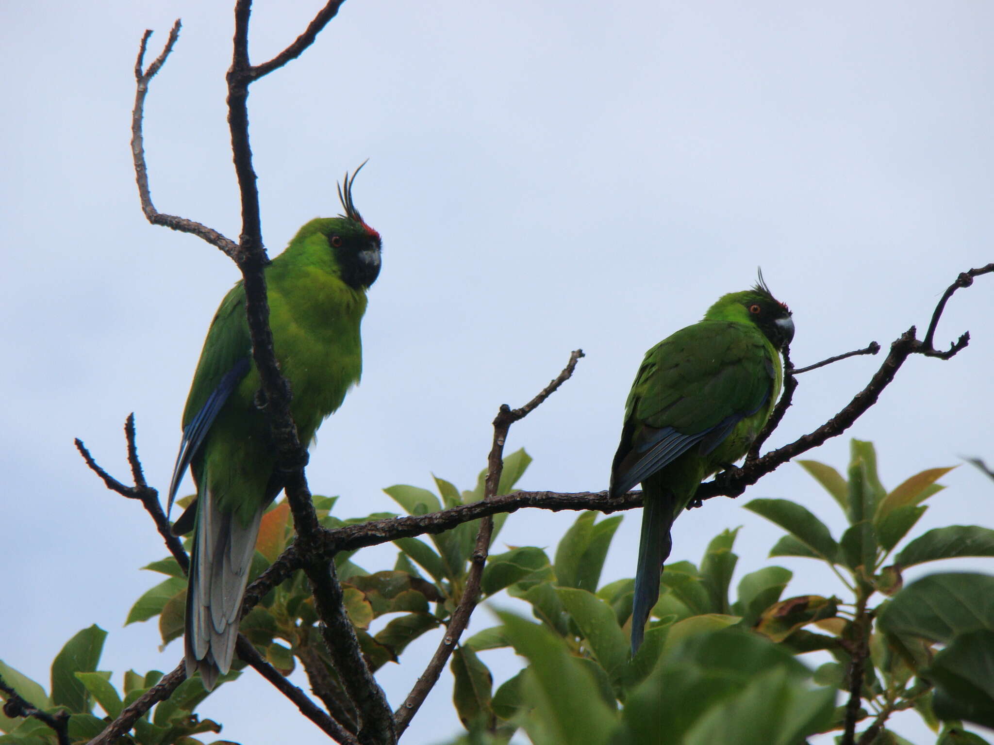 Image of Ouvea Parakeet