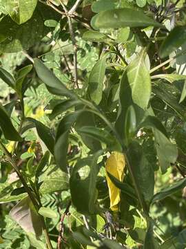 صورة Barleria prionitis subsp. delagoensis (Obermeyer) R. K. Brummitt & J. R. I. Wood