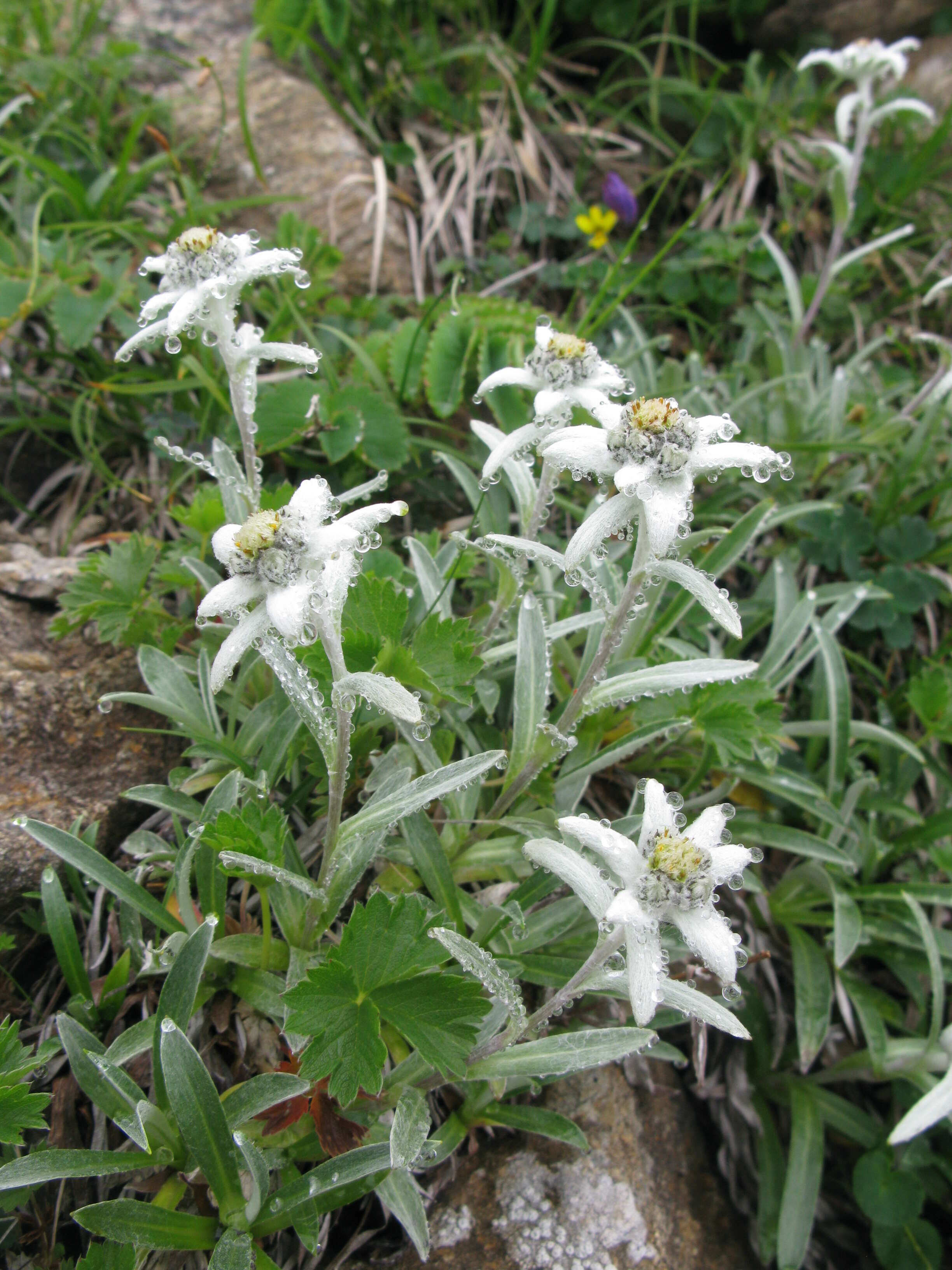 Image of Leontopodium hayachinense (Takeda) Hara & Kitam.