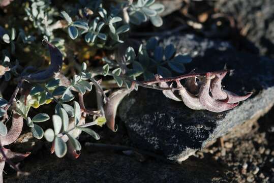 Image of cushenbury milkvetch