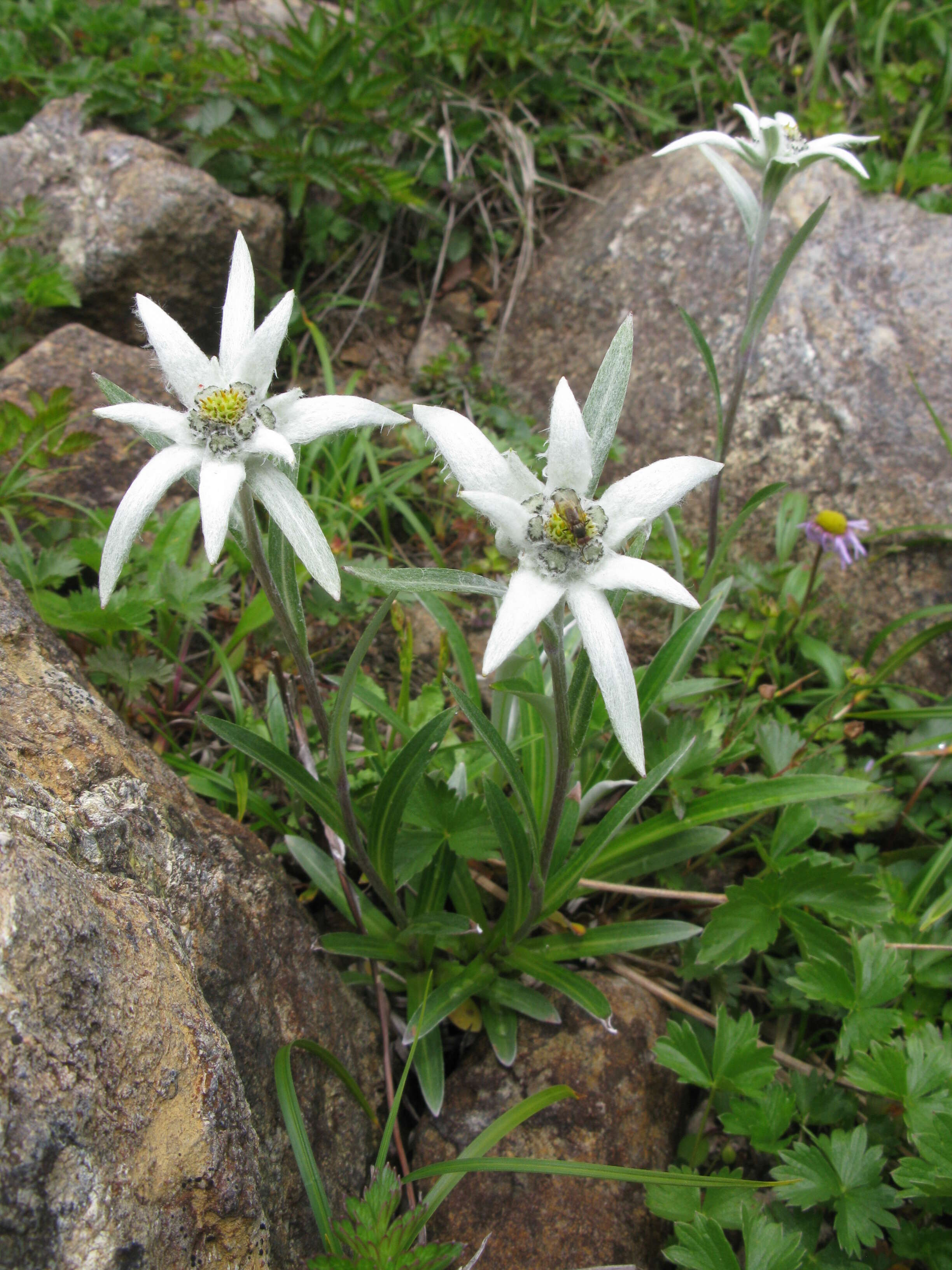 Image of Leontopodium hayachinense (Takeda) Hara & Kitam.