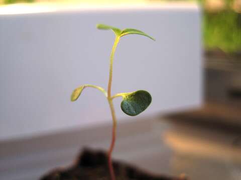 Image of Smithton peppermint gum