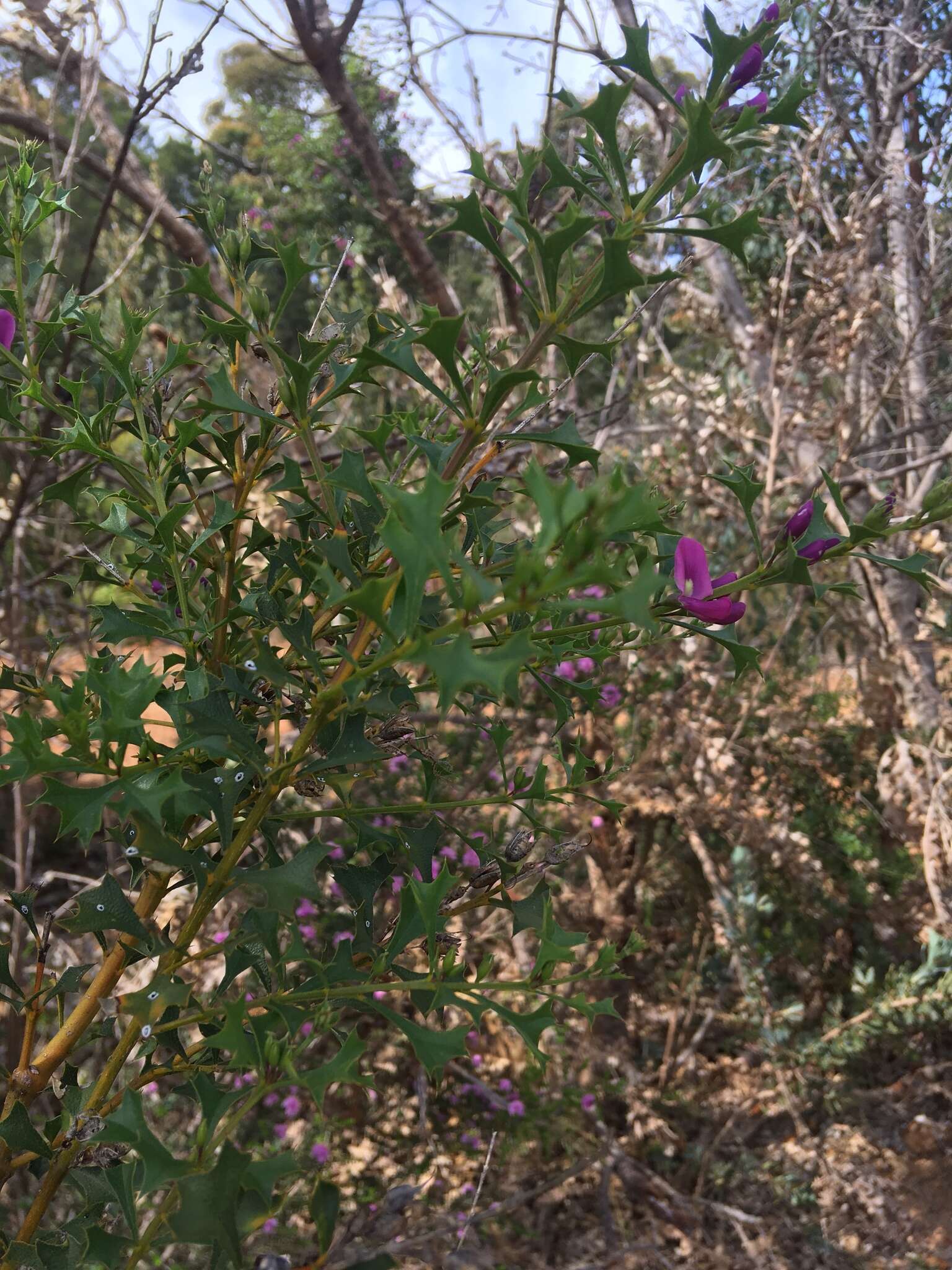 Image of Holly-leaved Mirbelia