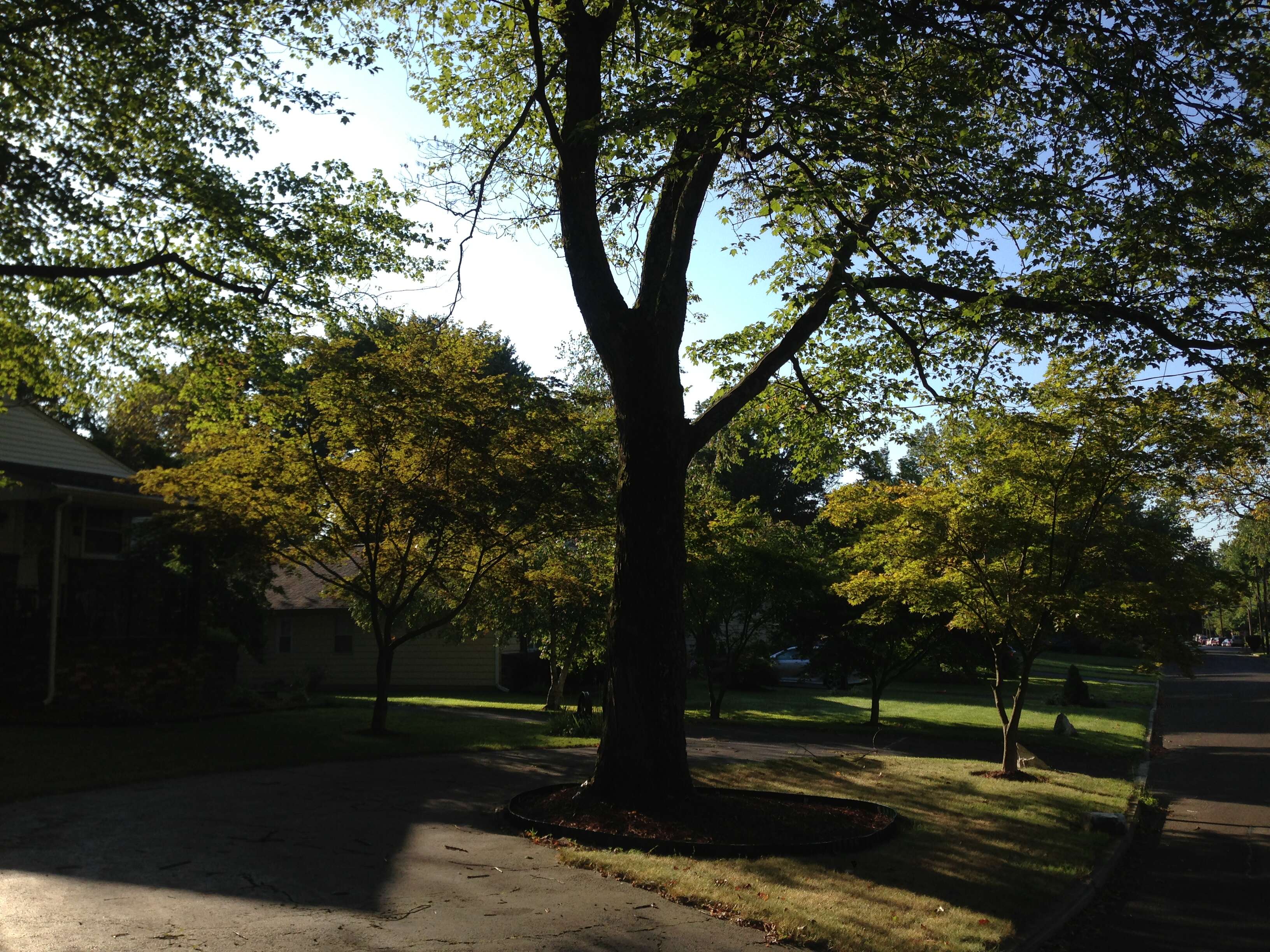 Image of Red Maple