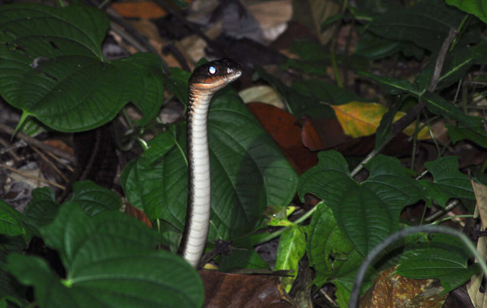 Image of White-bellied Rat Snake