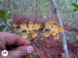 Слика од Encyclia diota (Lindl.) Schltr.