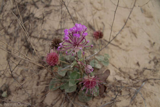 Image of large-fruited sand verbena