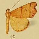 Sivun Paralephana nigriciliata Hampson 1910 kuva