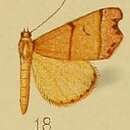 صورة Paralephana nigriciliata Hampson 1910