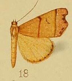 Image of Paralephana nigriciliata Hampson 1910