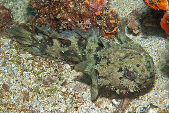 Image of Blotchtail toadfish