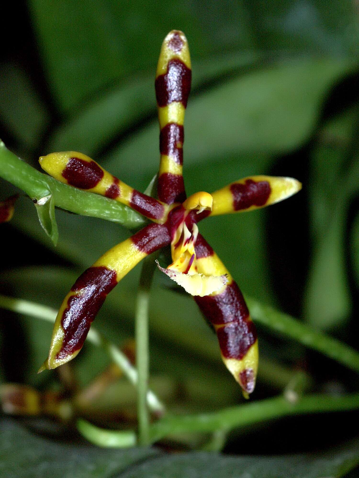 Image of Phalaenopsis mannii Rchb. fil.