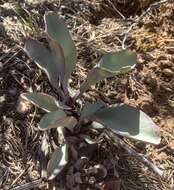 Sivun Penstemon pachyphyllus var. congestus (M. E. Jones) N. H. Holmgren kuva