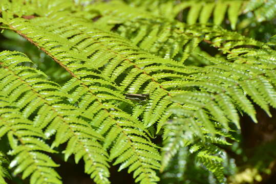 Image of Sphaeropteris novae-caledoniae (Mett. ex Fourn.) R. M. Tryon