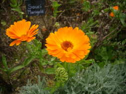 Image of pot marigold