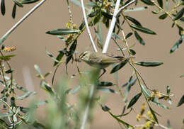 Слика од Phylloscopus humei (Brooks & WE 1878)