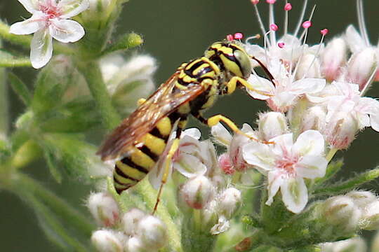 Plancia ëd Philanthus multimaculatus Cameron 1891