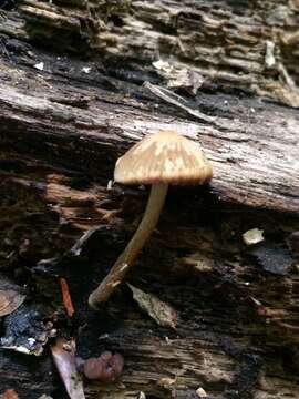 Image of Psathyrella psammophila A. H. Sm. 1972