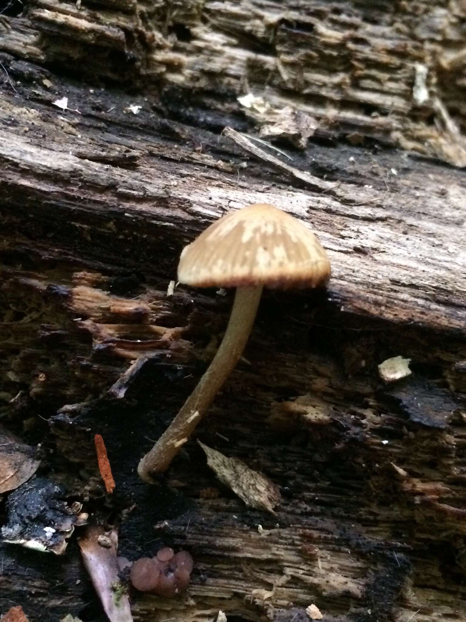 Imagem de Psathyrella psammophila A. H. Sm. 1972