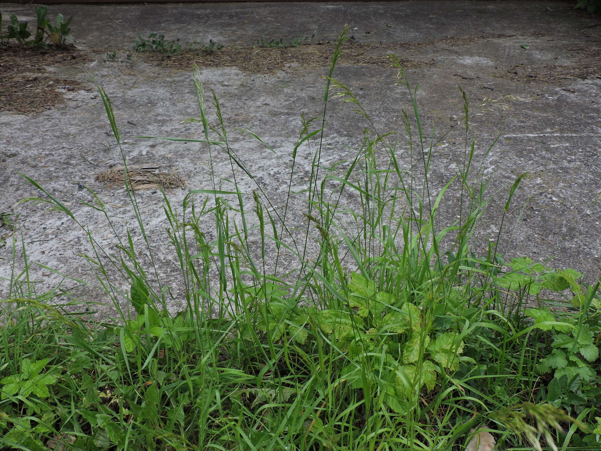 Image of golden oat grass