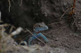 Image of Eastern Spotted Whiptail