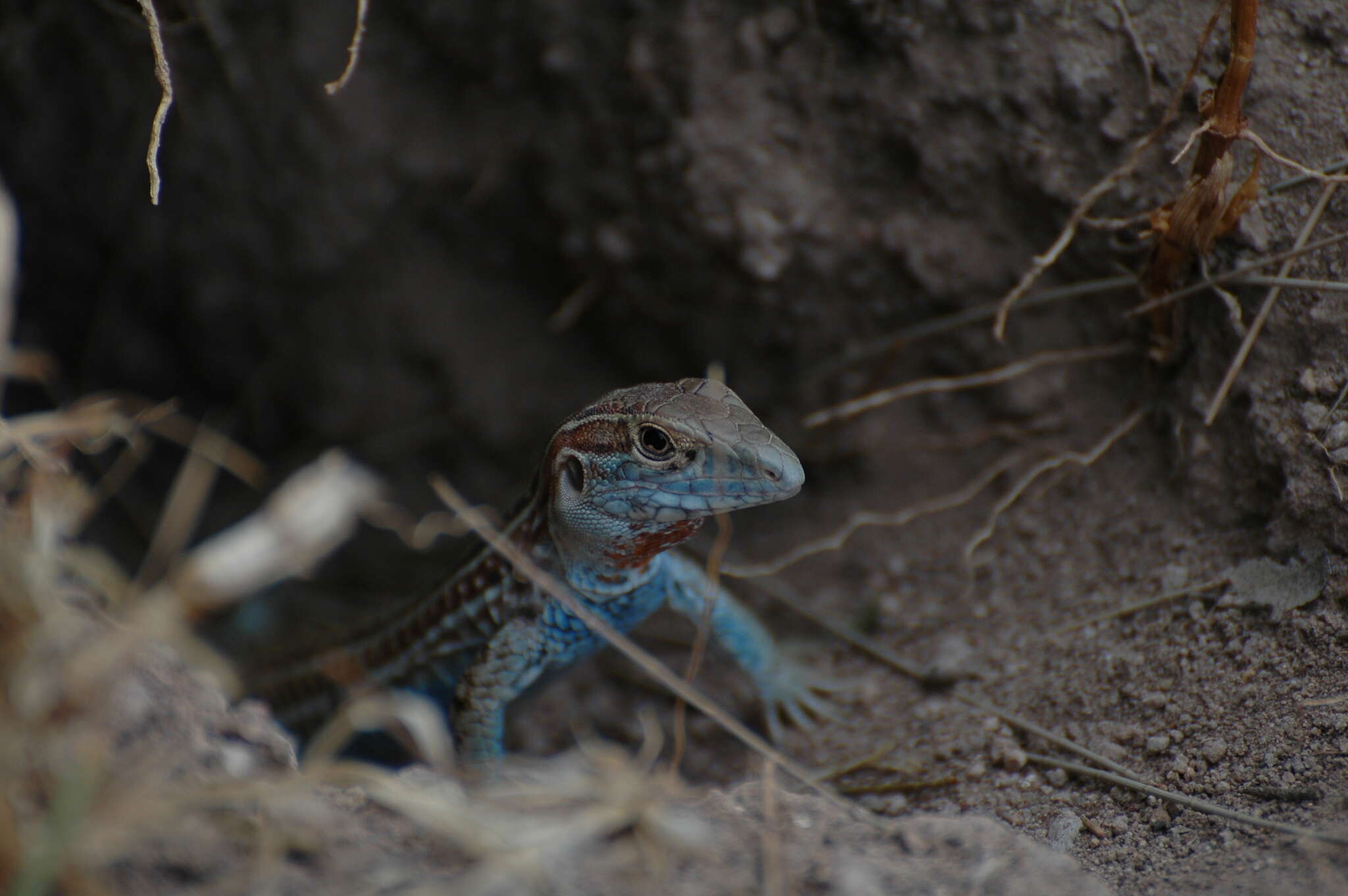 Image of Eastern Spotted Whiptail