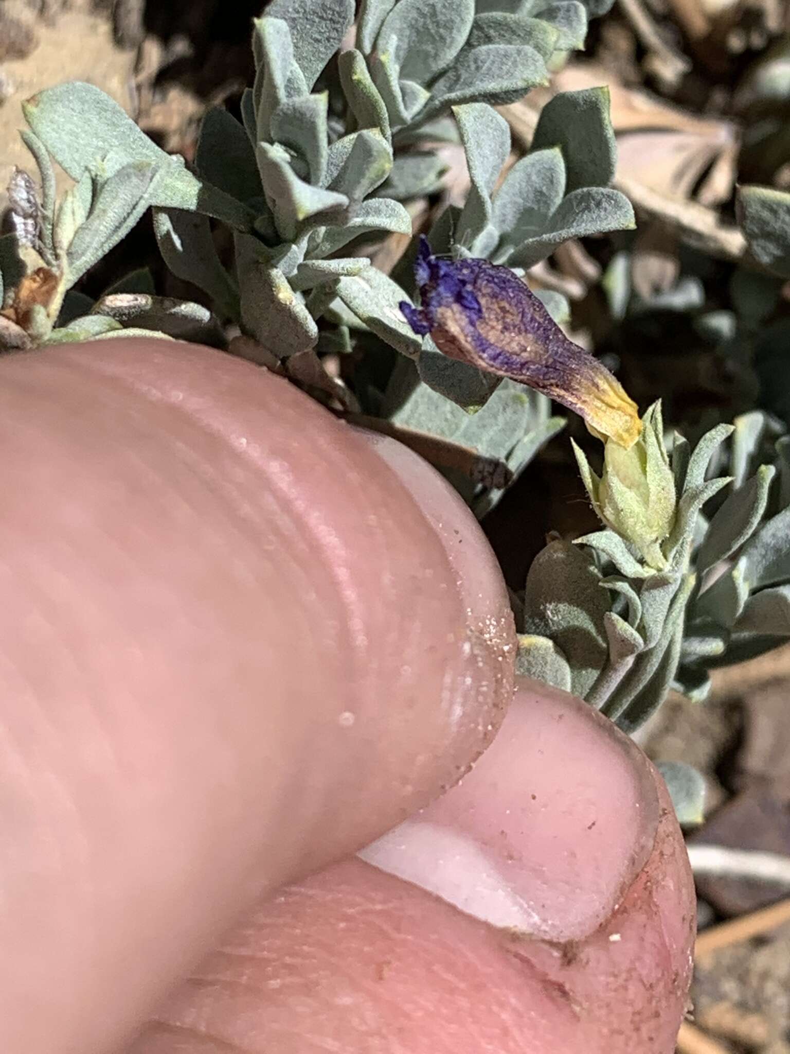 Image of Thompson's beardtongue