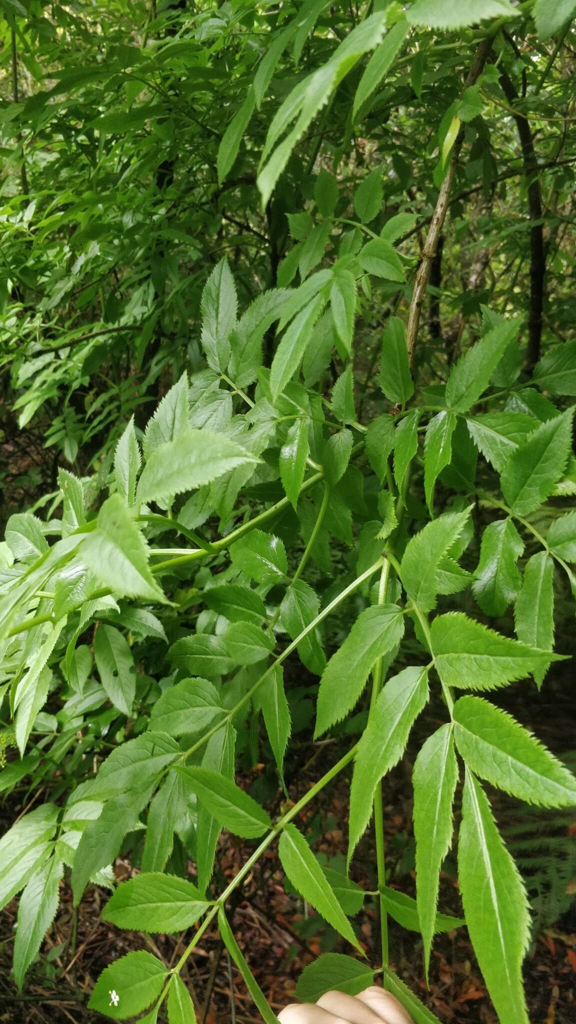 Sivun Sambucus maderensis Lowe kuva