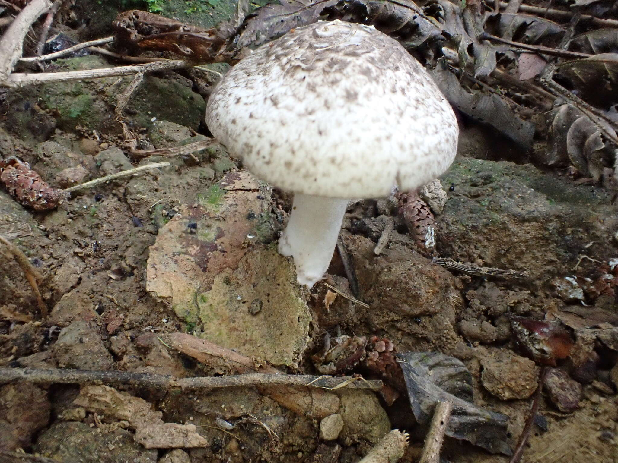 Image of Agaricus bresadolanus Bohus 1969