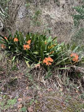 Image of Bush Lily