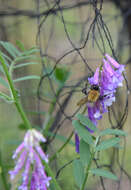 Image of Bombus hypnorum (Linnaeus 1758)