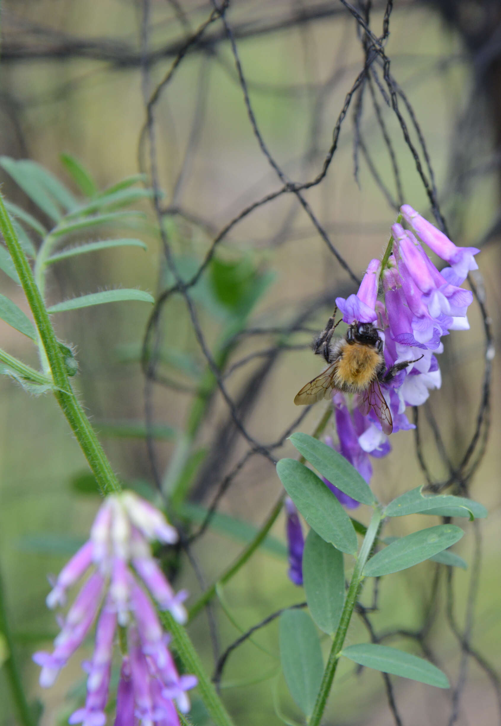 Image of Bombus hypnorum (Linnaeus 1758)