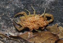 Image of Arizona Bark Scorpion