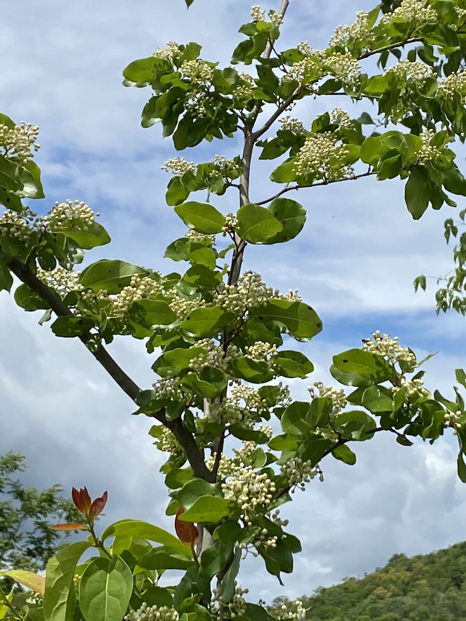 Sivun Peltogyne pauciflora Benth. kuva