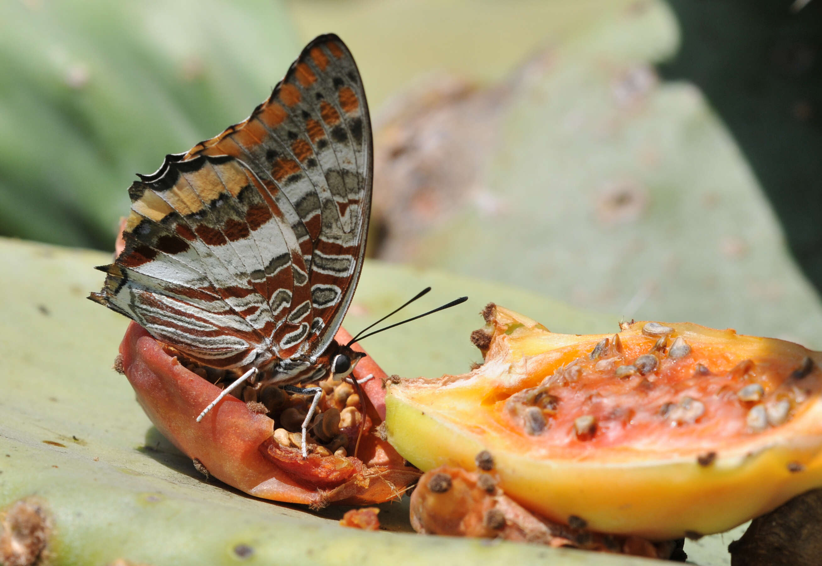 Charaxes jasius Linnaeus 1767的圖片