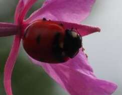 صورة Coccinella transversoguttata Faldermann 1835