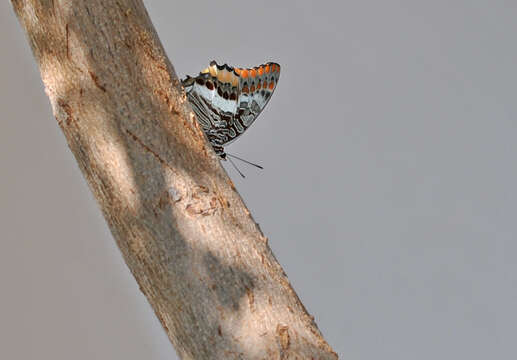 Charaxes jasius Linnaeus 1767的圖片