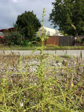 Image of white amaranth, white pigweed