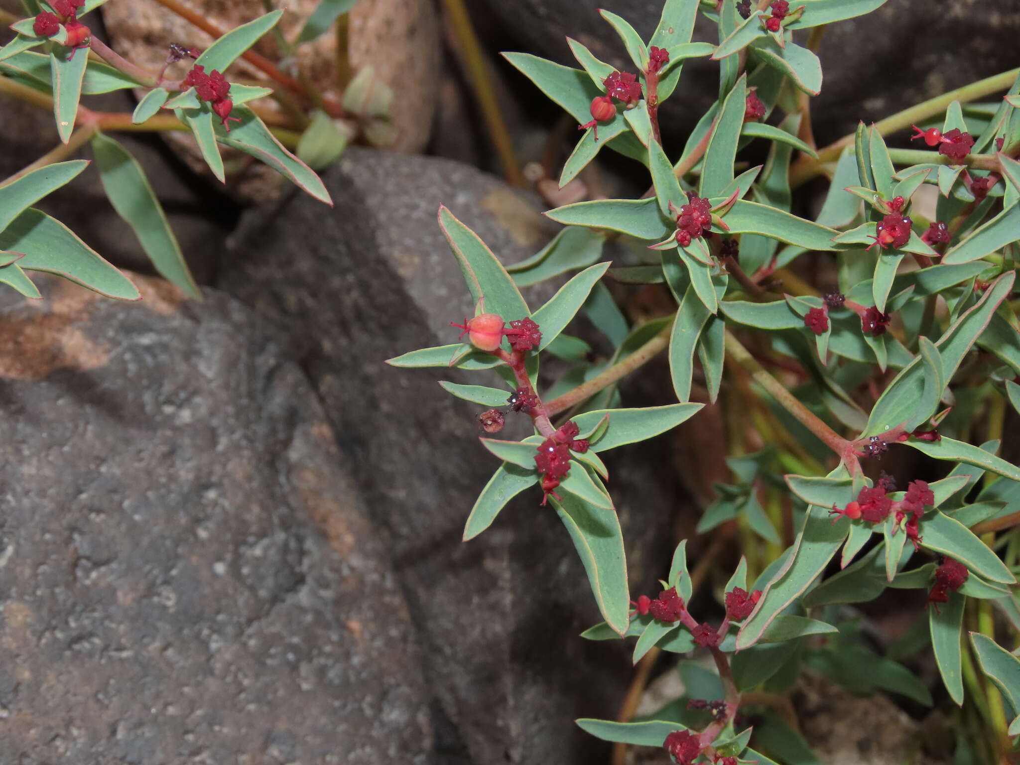 Sivun Euphorbia thinophila Phil. kuva