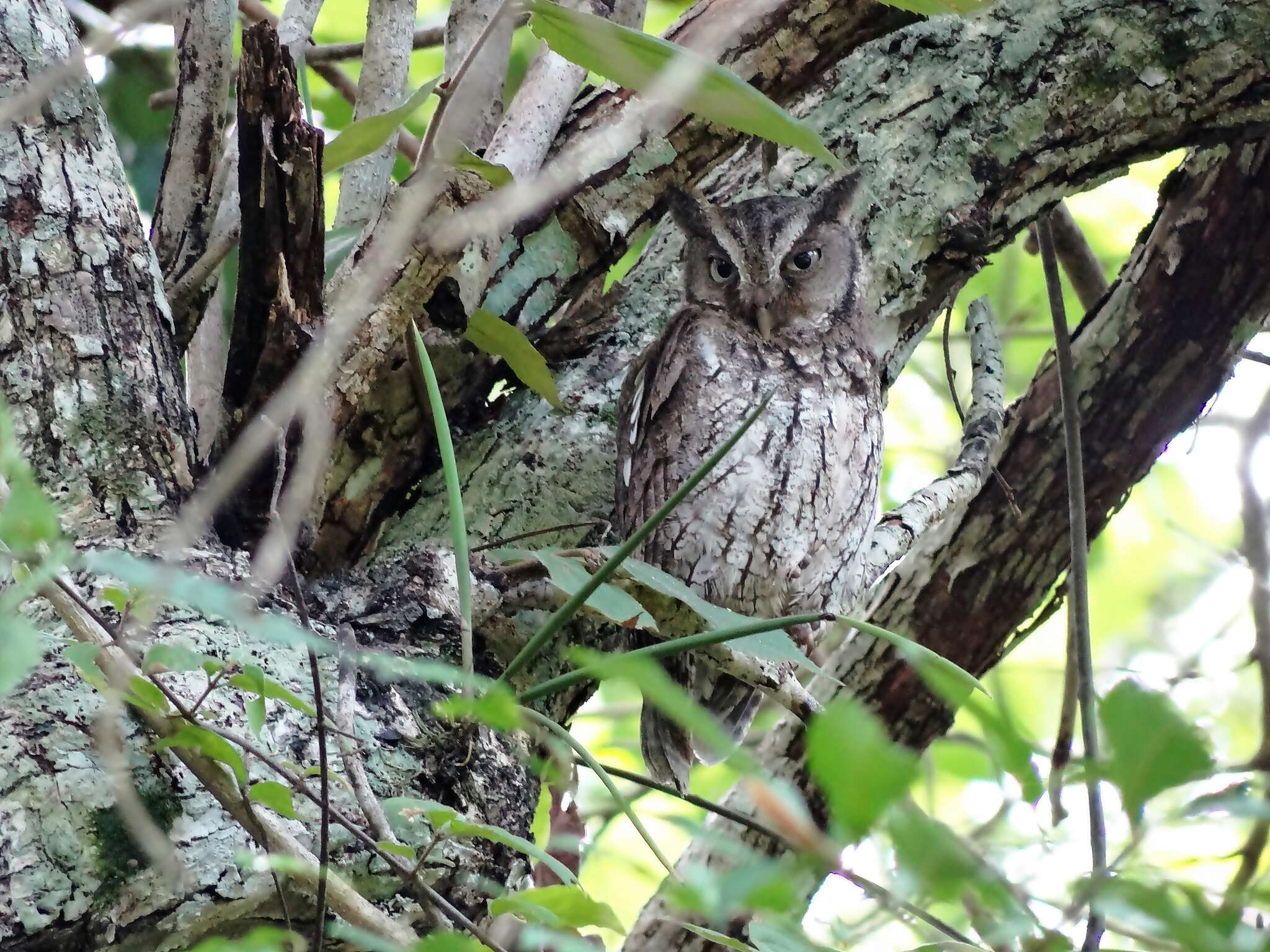 Image of Guatemalan Screech-owl