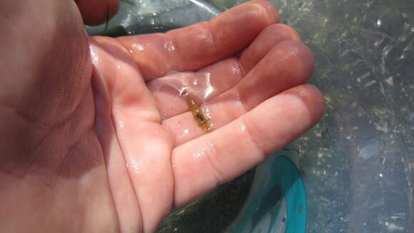 Image of Rockpool shrimp