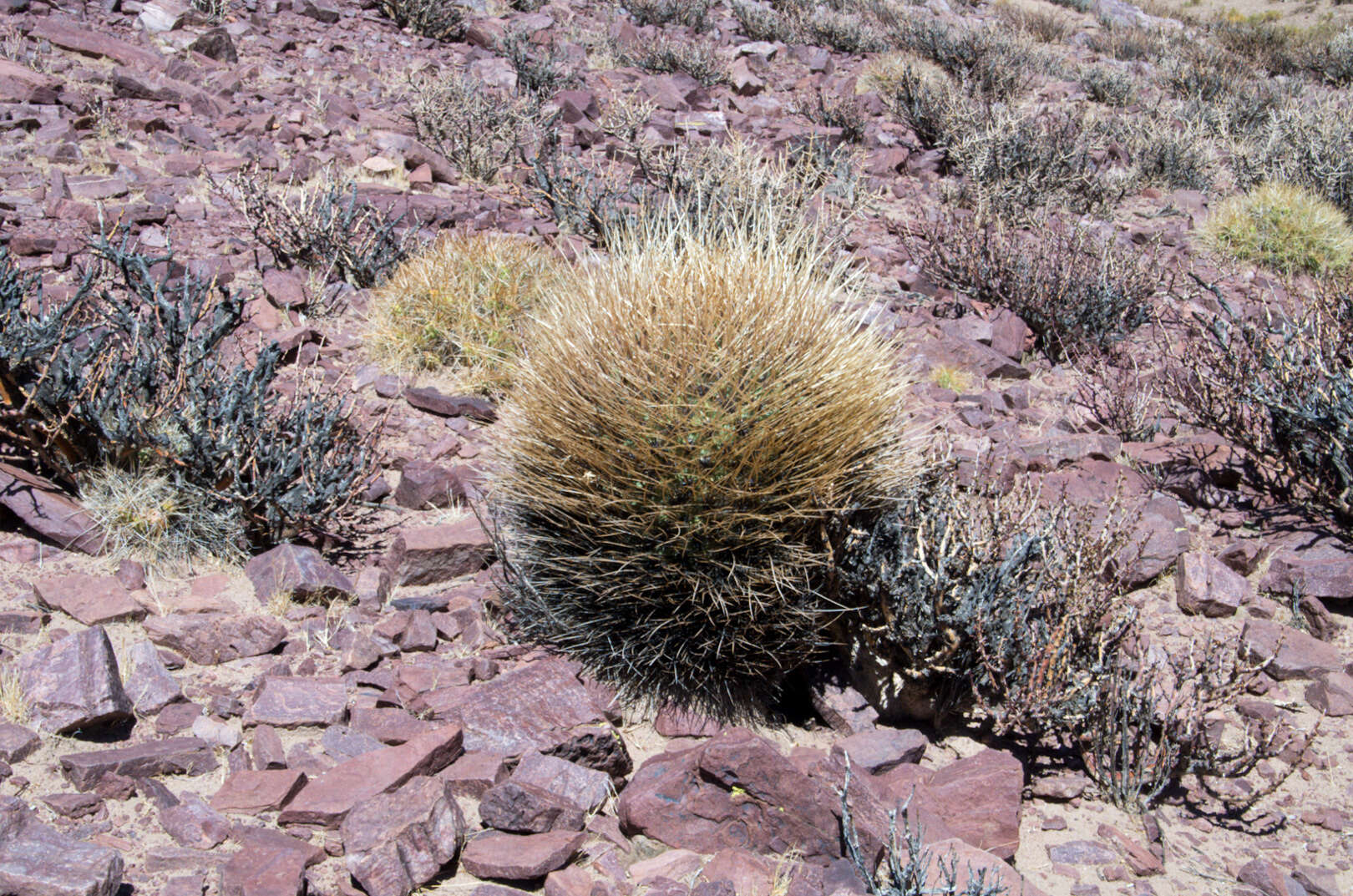 Plancia ëd Echinopsis ferox (Britton & Rose) Backeb.