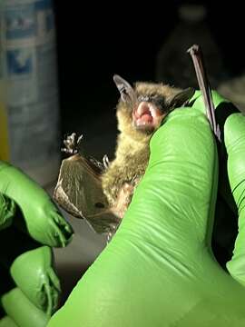 Image de Myotis occultus Hollister 1909