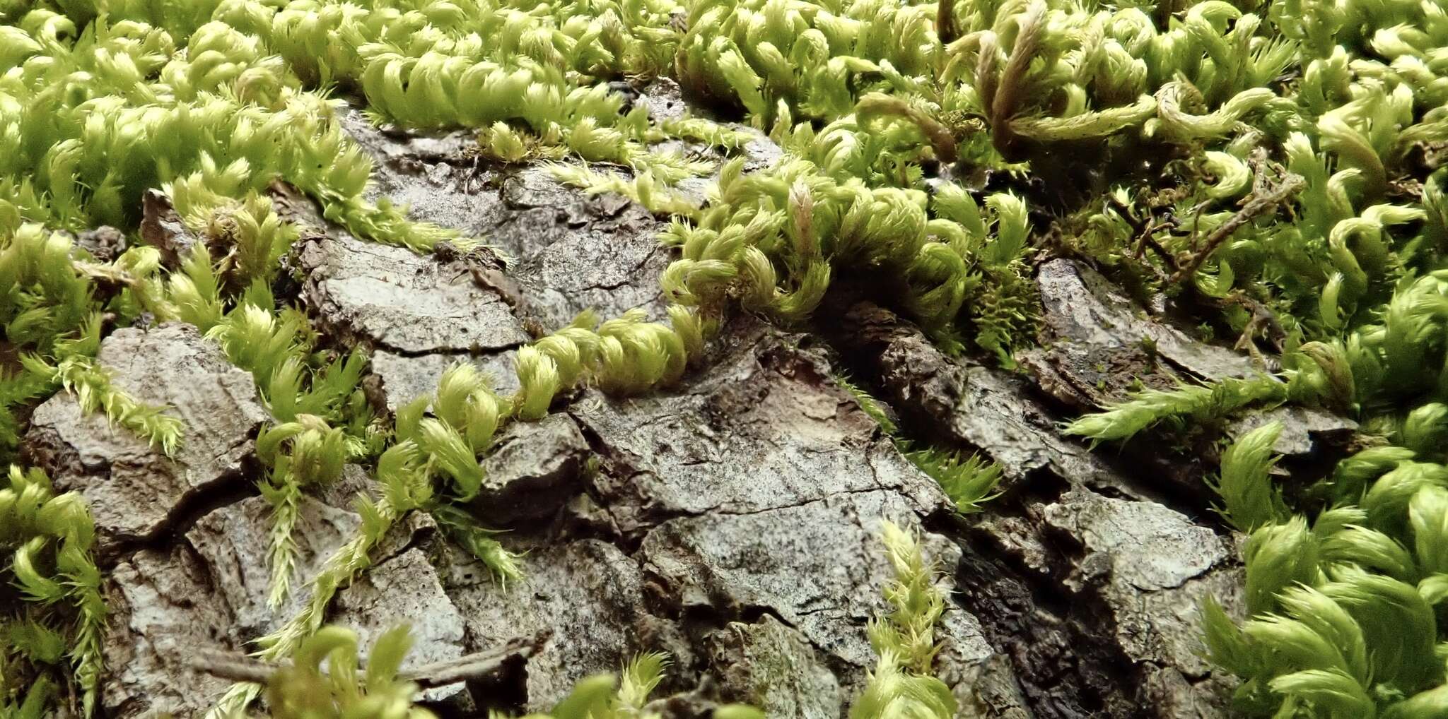 Image of Nevada homalothecium moss