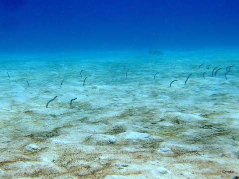 Image of Brown Garden Eel