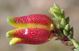 Image of Diosma prama I. Williams