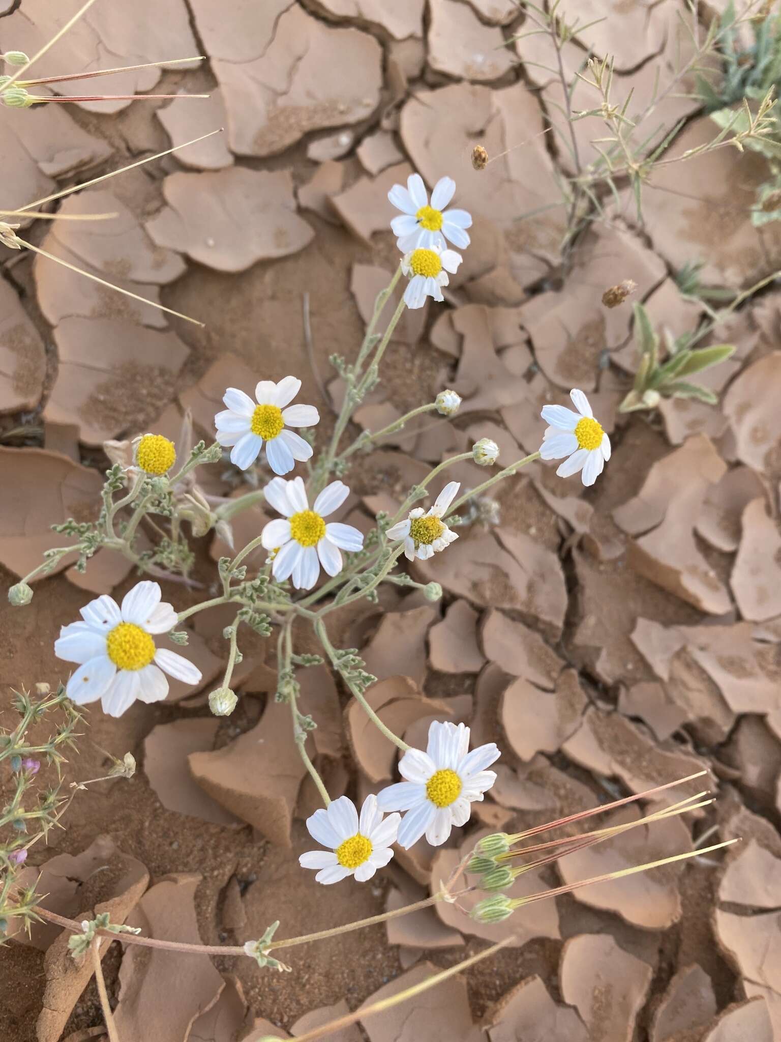 Image of Anthemis melampodina subsp. deserti (Boiss.) Eig