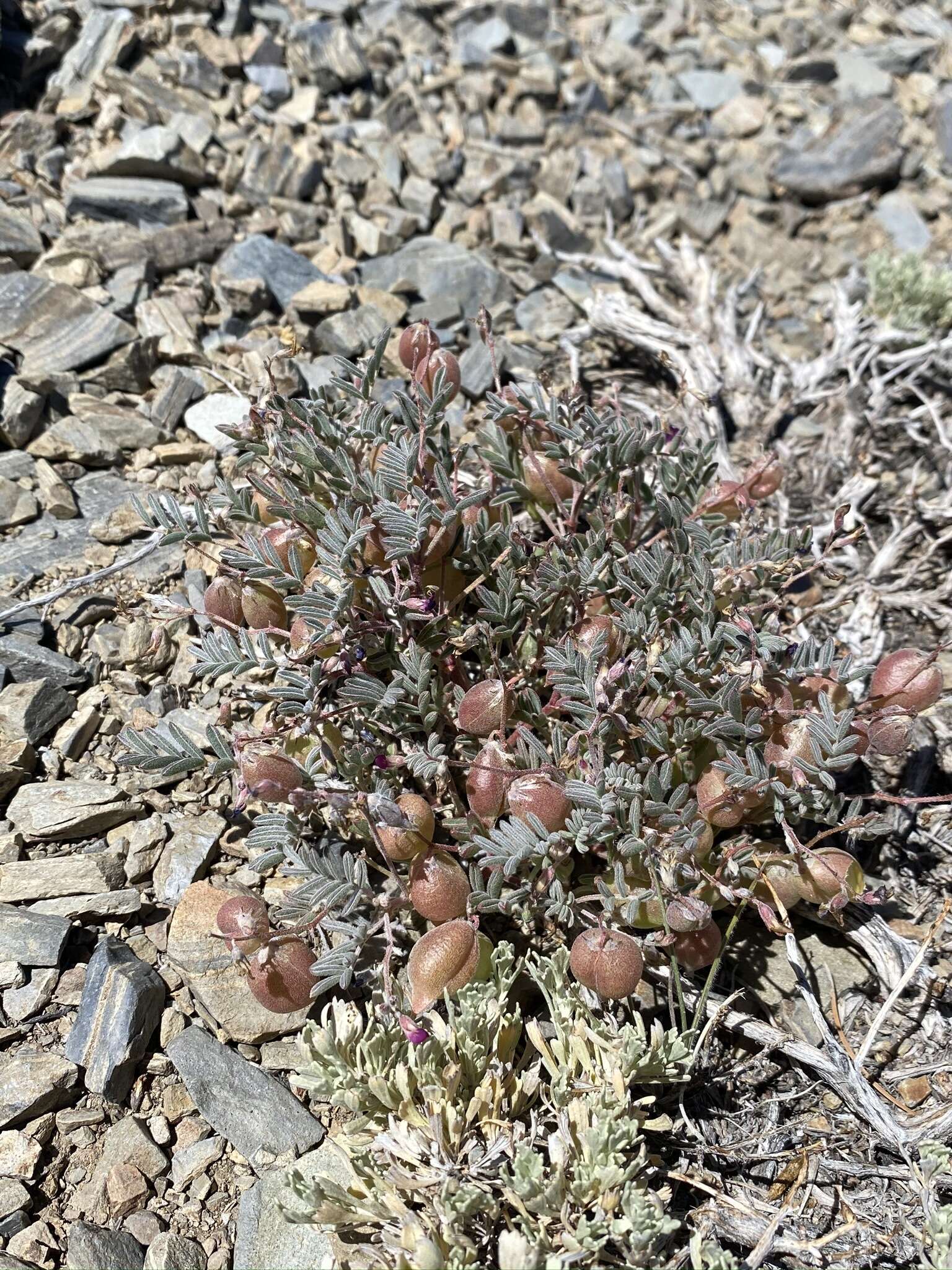 Astragalus gilmanii Tidestr.的圖片