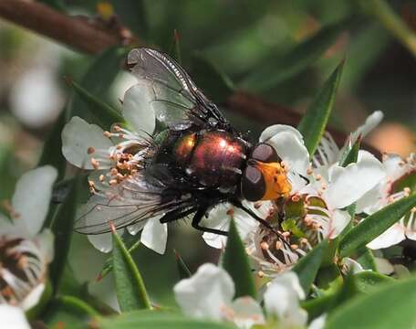 Image of Amenia chrysame (Walker 1849)