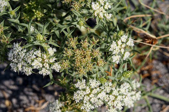 Image of Echinophora spinosa L.